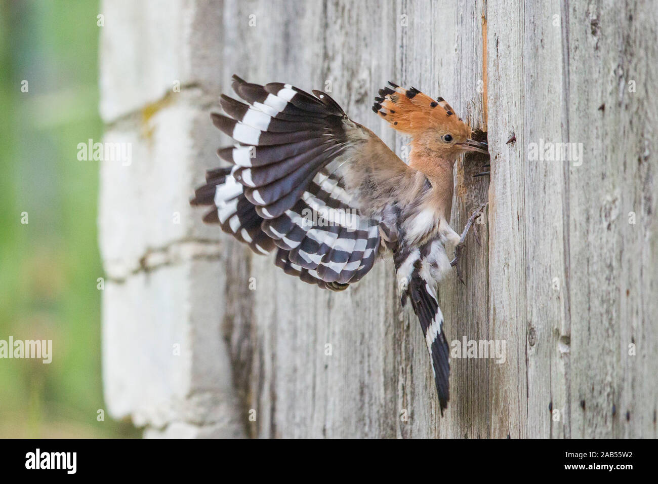 Wiedehopf (Upupa epops) Stock Photo