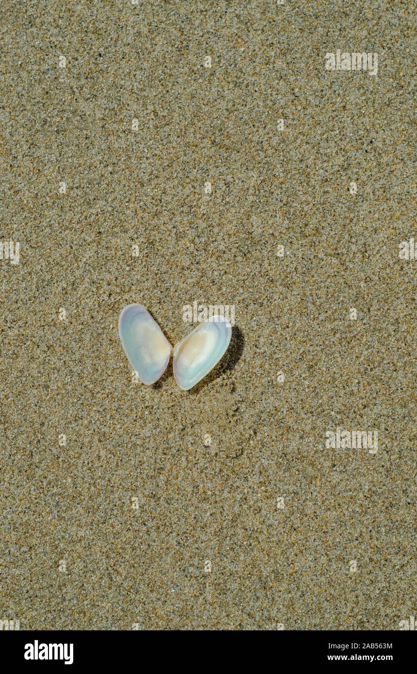 Shell open like a butterfly on the sand Stock Photo