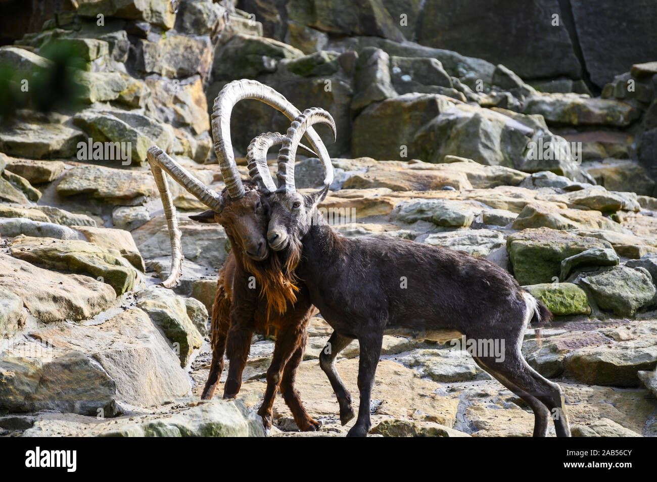 Two ibex fight for supremacy Stock Photo