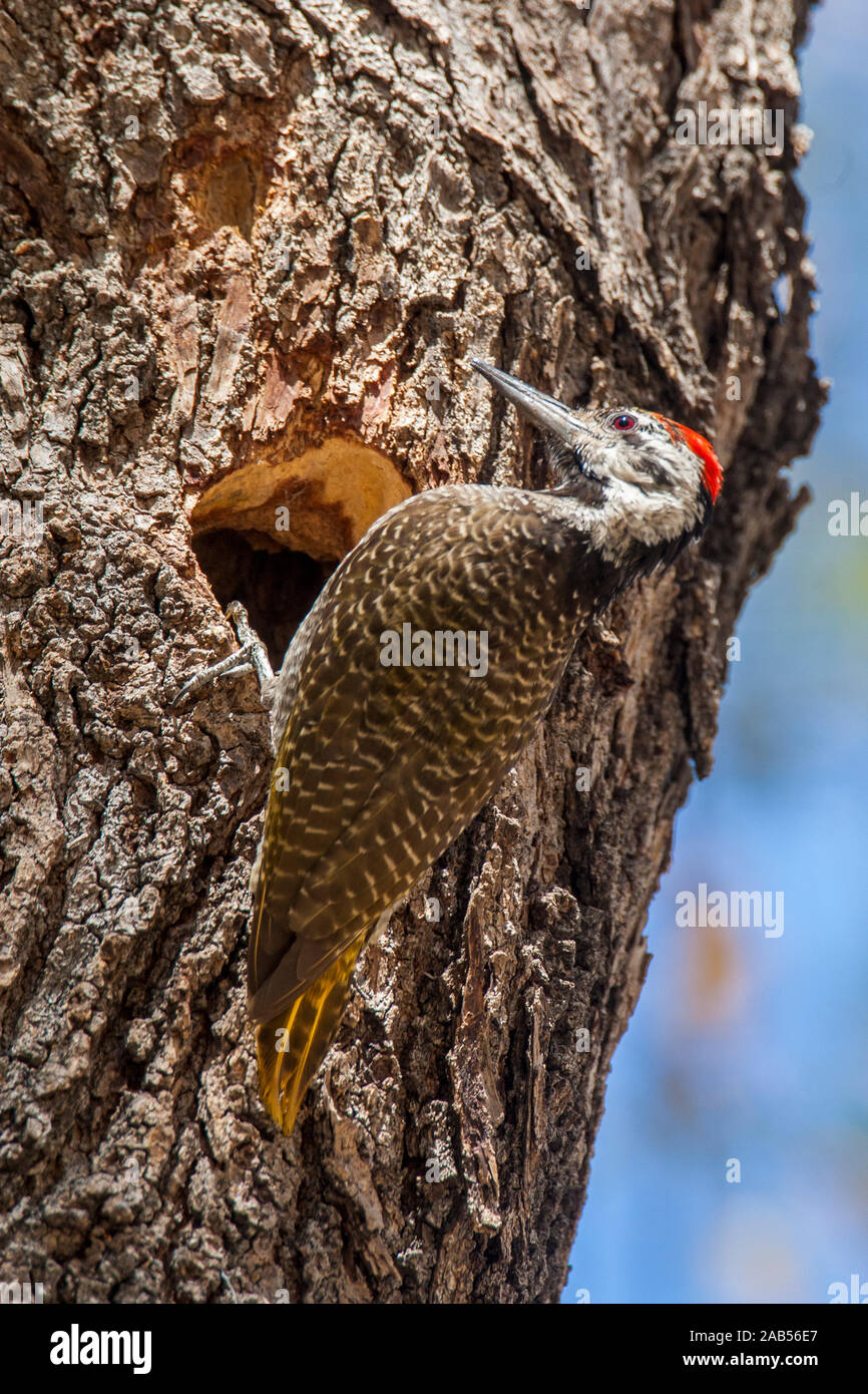 Namaspecht (Chloropicus namaquus Stock Photo - Alamy