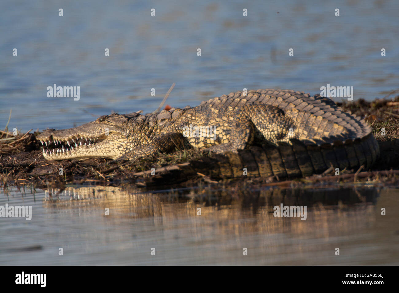 Leistenkrokodil (Crocodylia Owen) Stock Photo