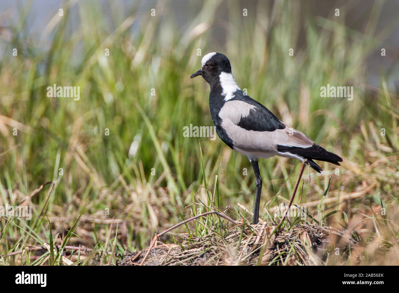 Schmiedekiebitz (Vanellus armatus) Stock Photo