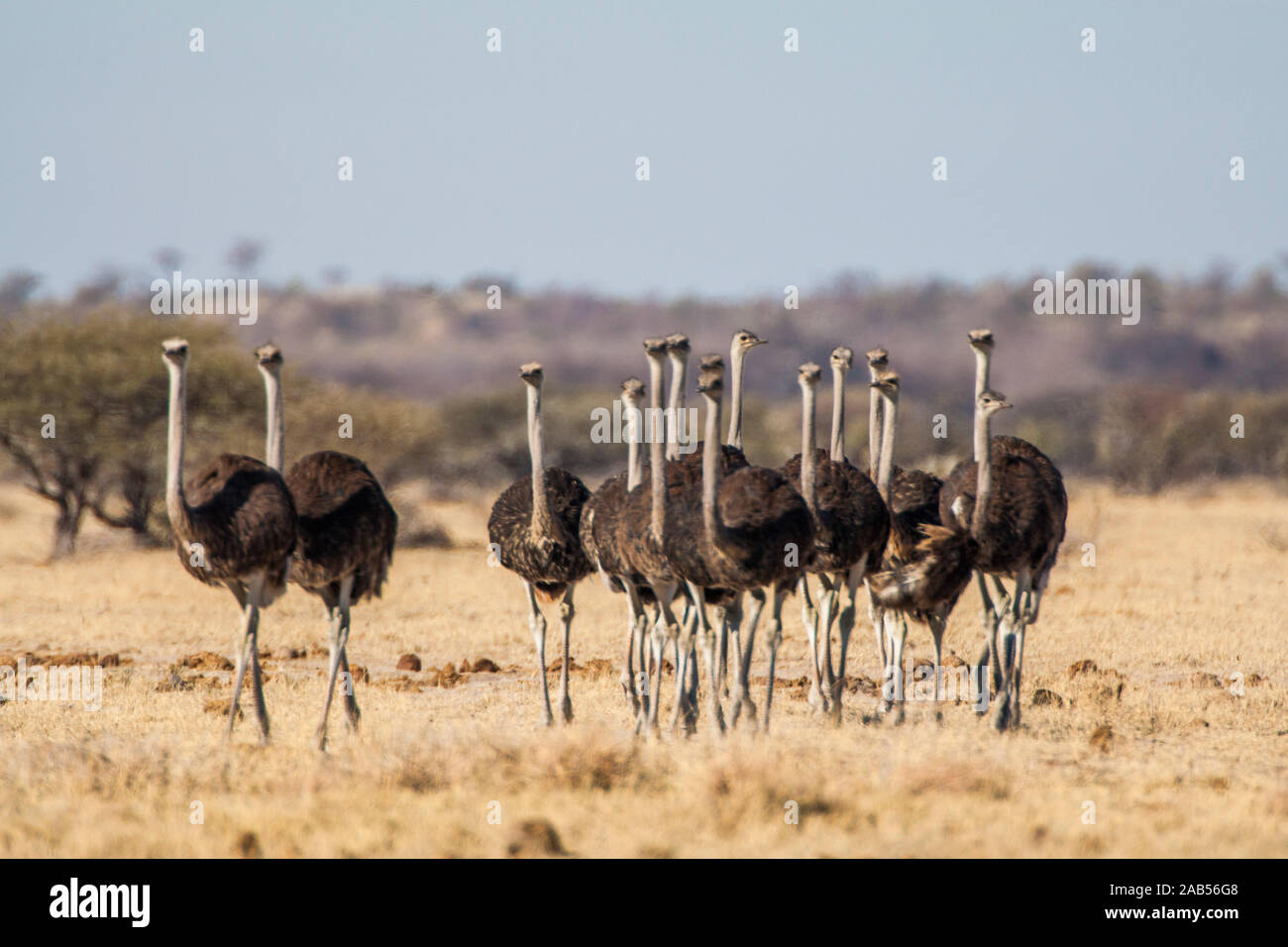 Afrikanische Strauße (Struthio camelus) Stock Photo