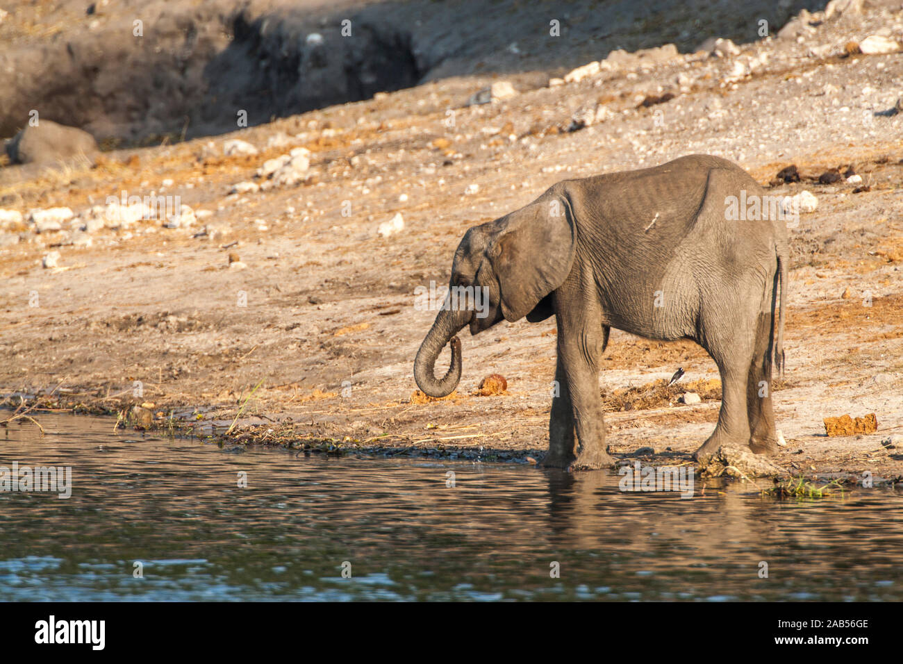 Elefant (Elephantidae) Kasane Forest Reserve, Botswana Stock Photo