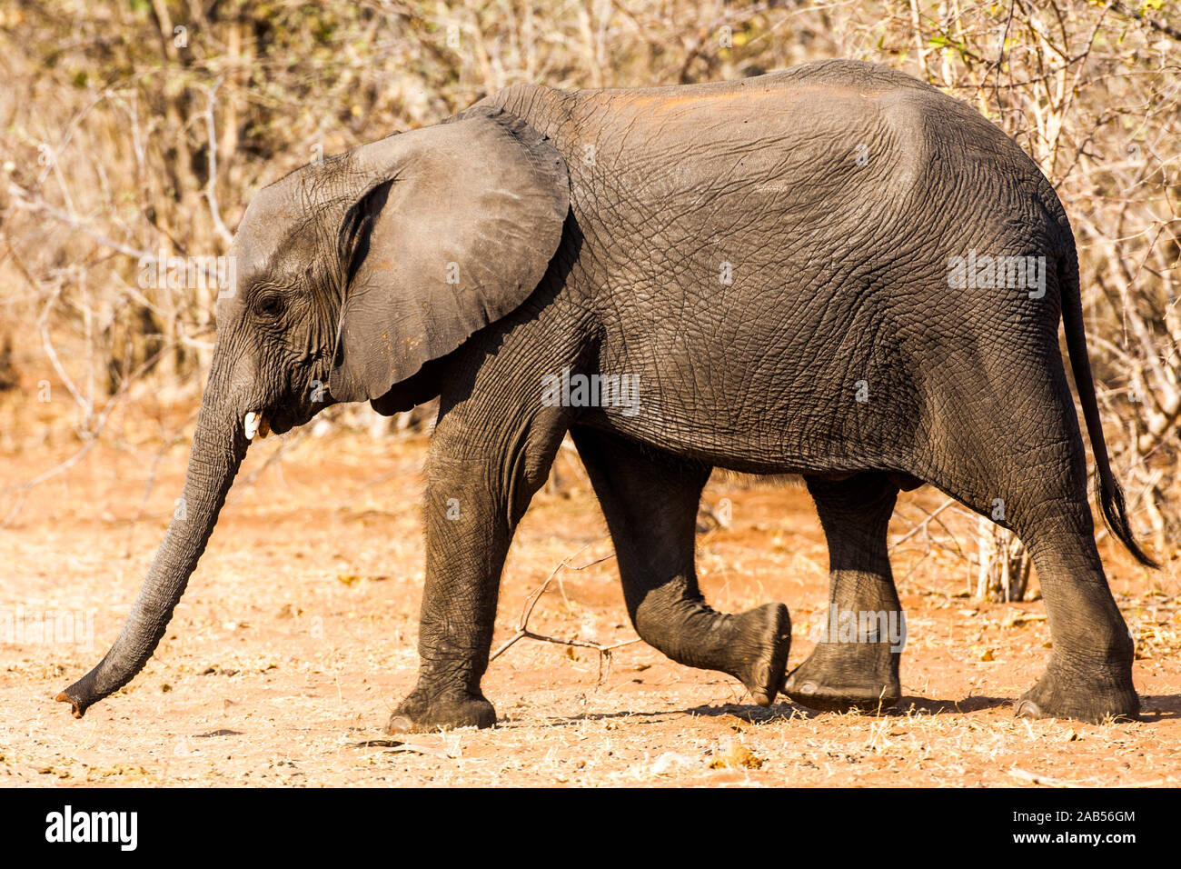 Elefant (Elephantidae) Kasane Forest Reserve, Botswana Stock Photo
