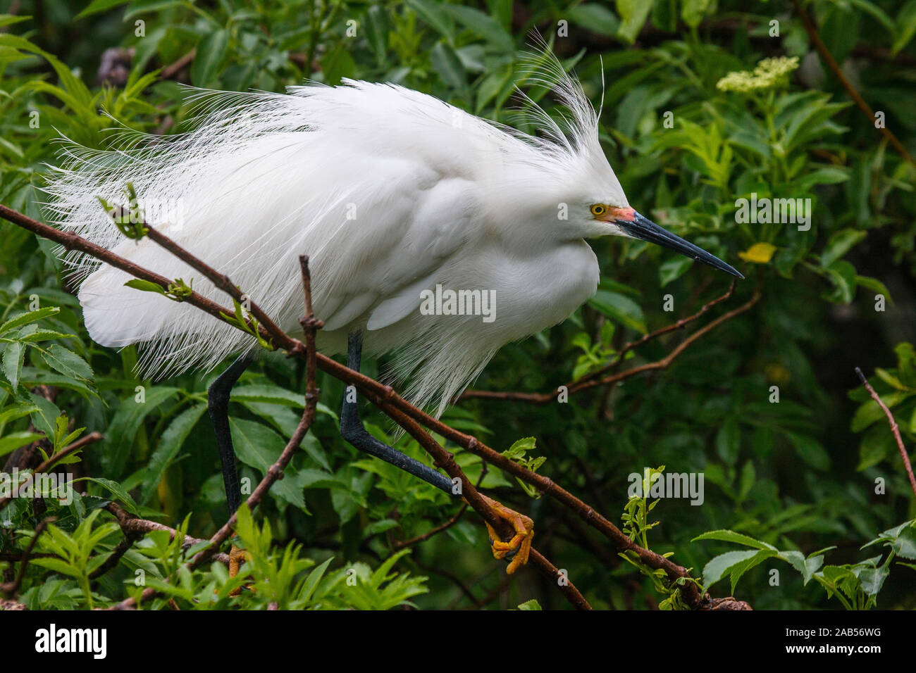 Schmuckreiher (Egretta thula) Stock Photo