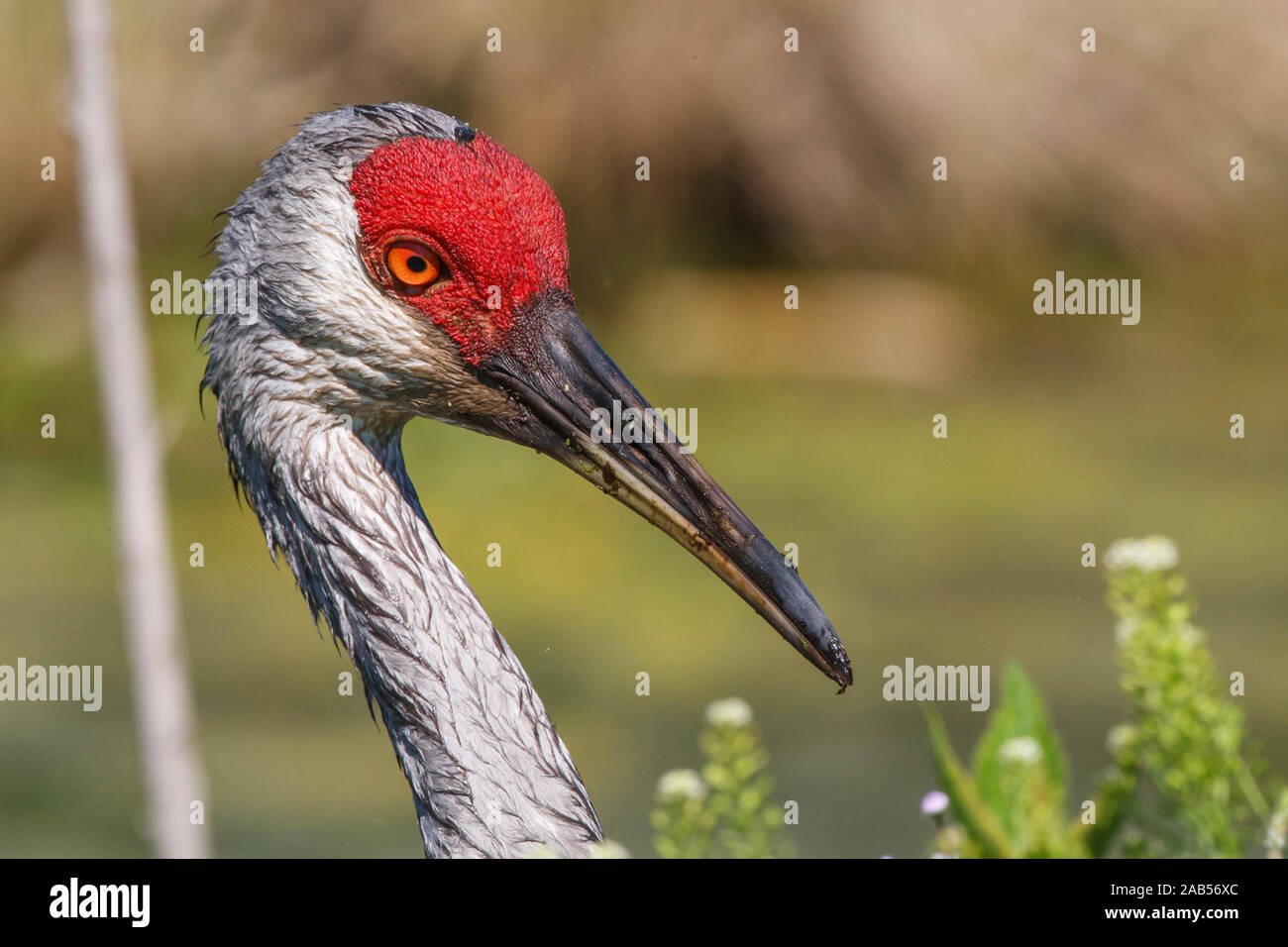 Kanadakranich (Antigone canadensis Stock Photo Alamy