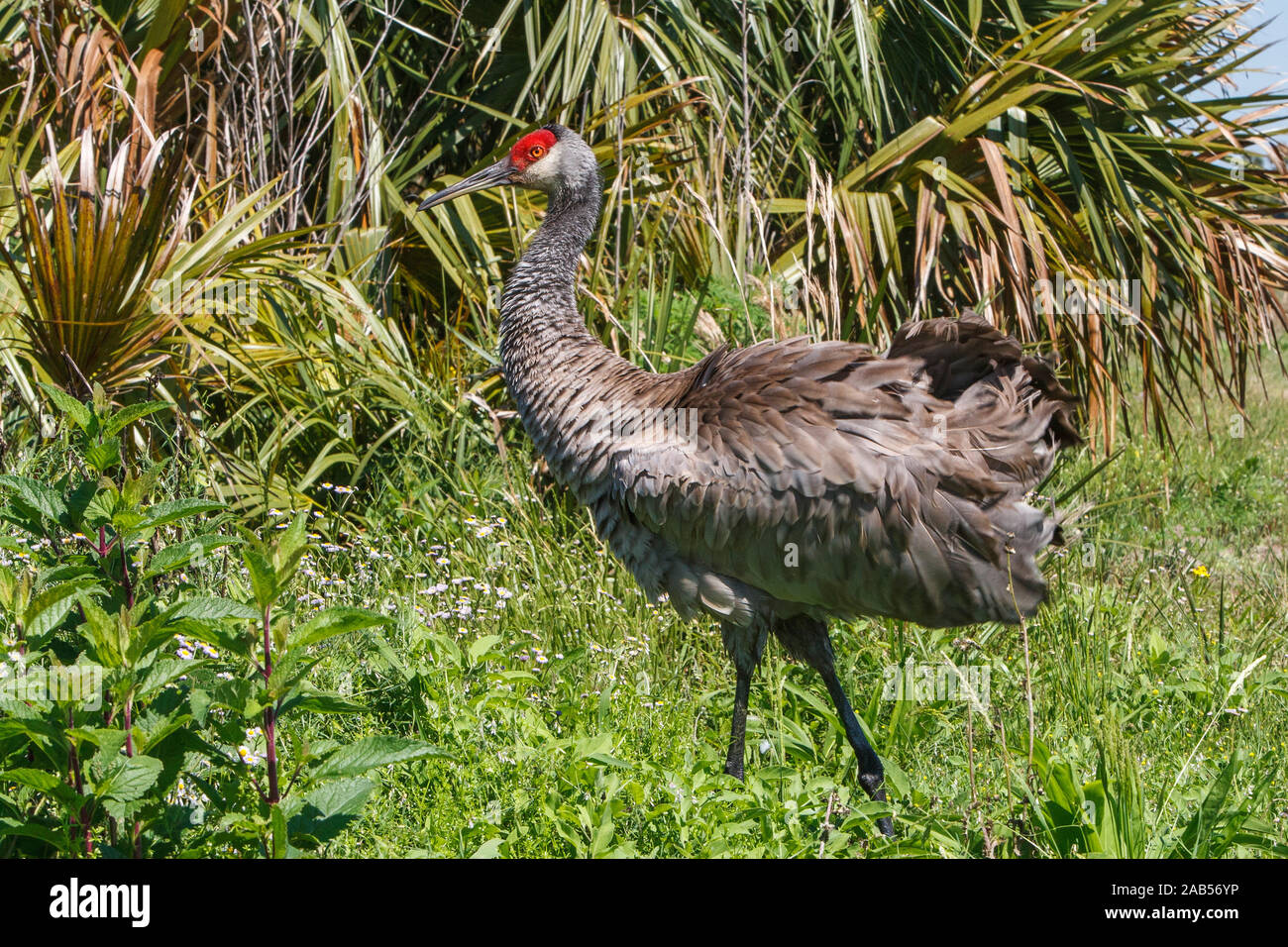 Kanadakranich (Antigone canadensis Stock Photo Alamy