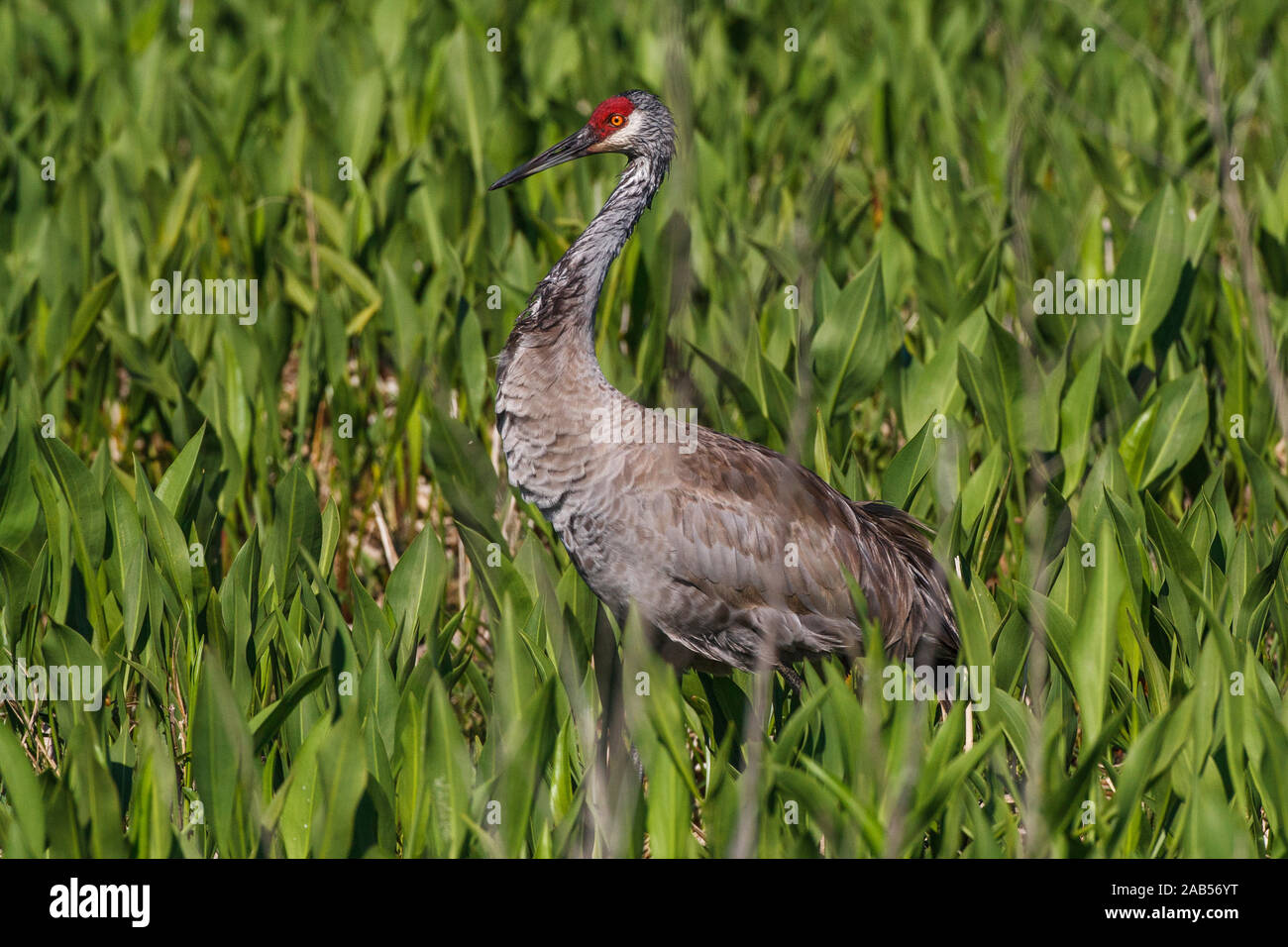 Kanadakranich (Antigone canadensis Stock Photo Alamy