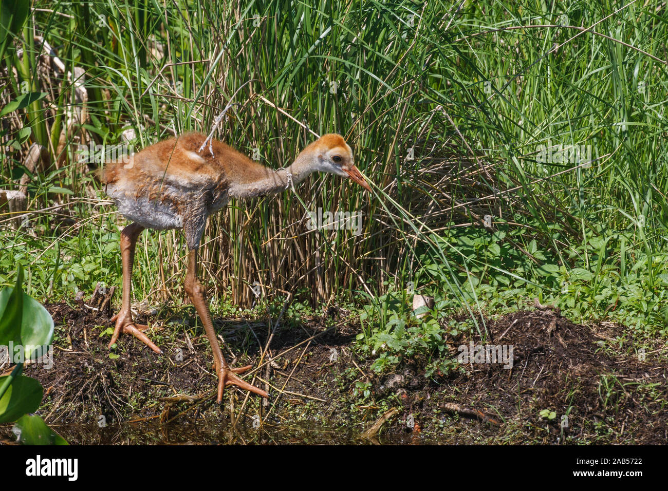 Kanadakranich (Antigone canadensis Stock Photo Alamy