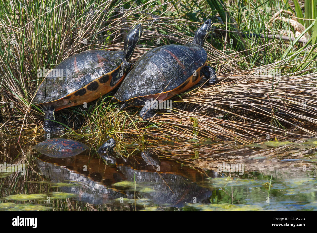 Florida-Rotbauch-Schmuckschildkröte (Pseudemys nelsoni) Stock Photo