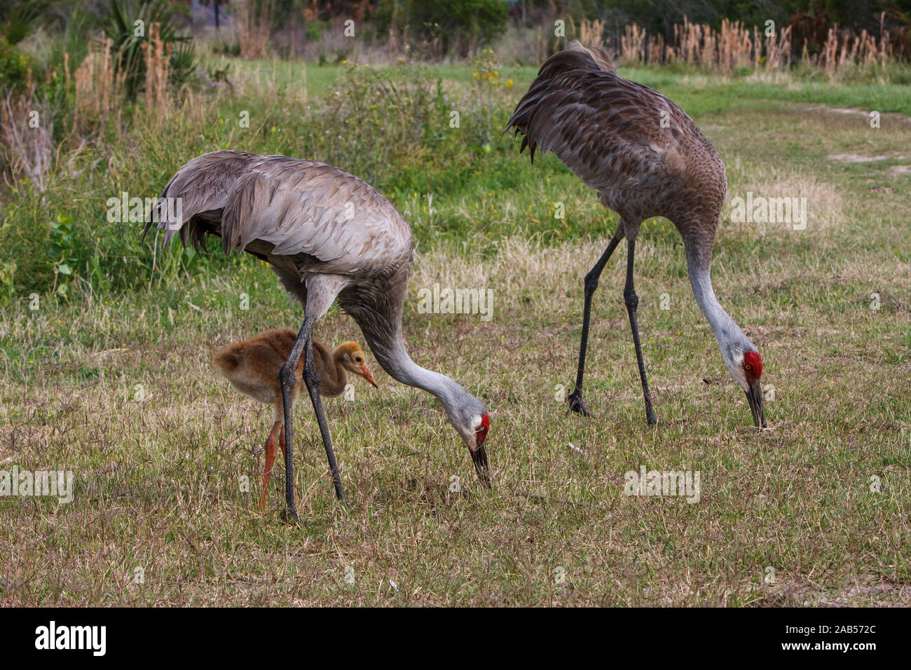 Kanadakranich (Antigone canadensis Stock Photo Alamy