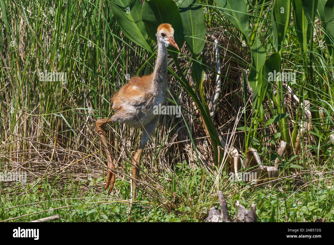 Kanadakranich (Antigone canadensis Stock Photo Alamy