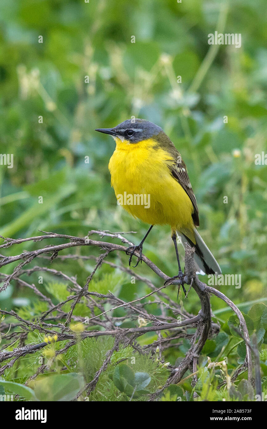 Schafstelze (Motacilla flava) Männchen Stock Photo