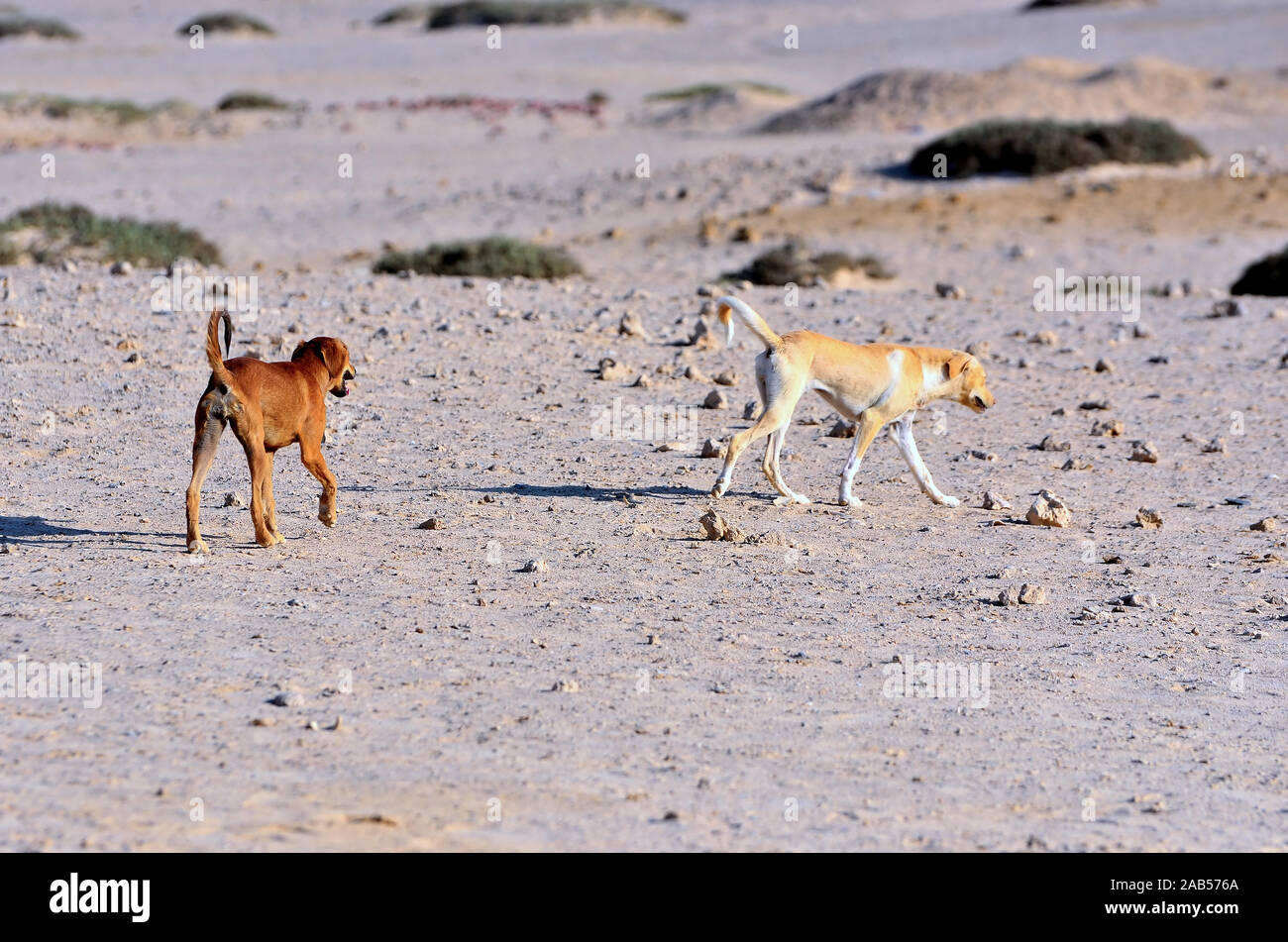 stray dogs in the desert Red sea Egypt Stock Photo Alamy