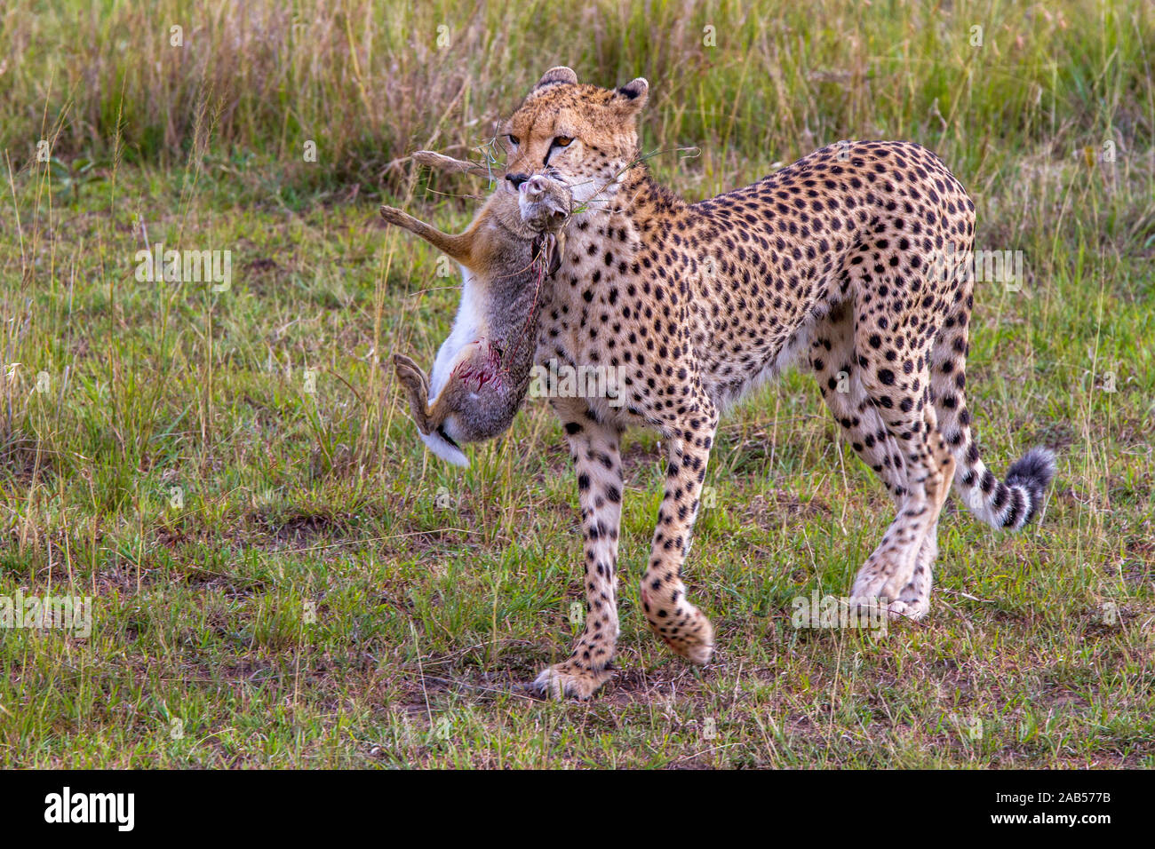 Gepard (Acinonyx jubatus) mit Jagdbeute Stock Photo
