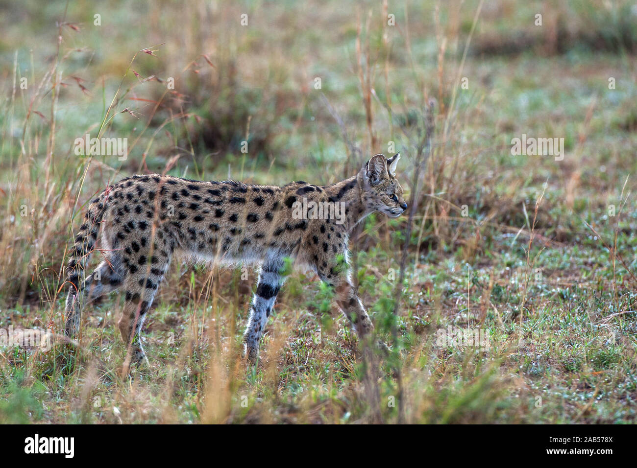 Serval (Leptailurus serva) Stock Photo