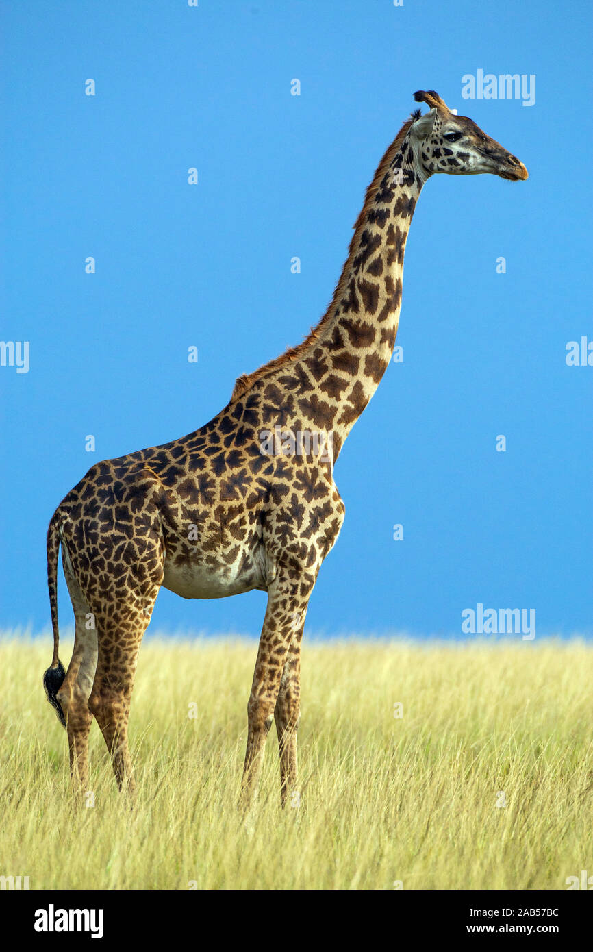 Maasai-Giraffe (Giraffa camelopardalis tippelskirchi) Stock Photo