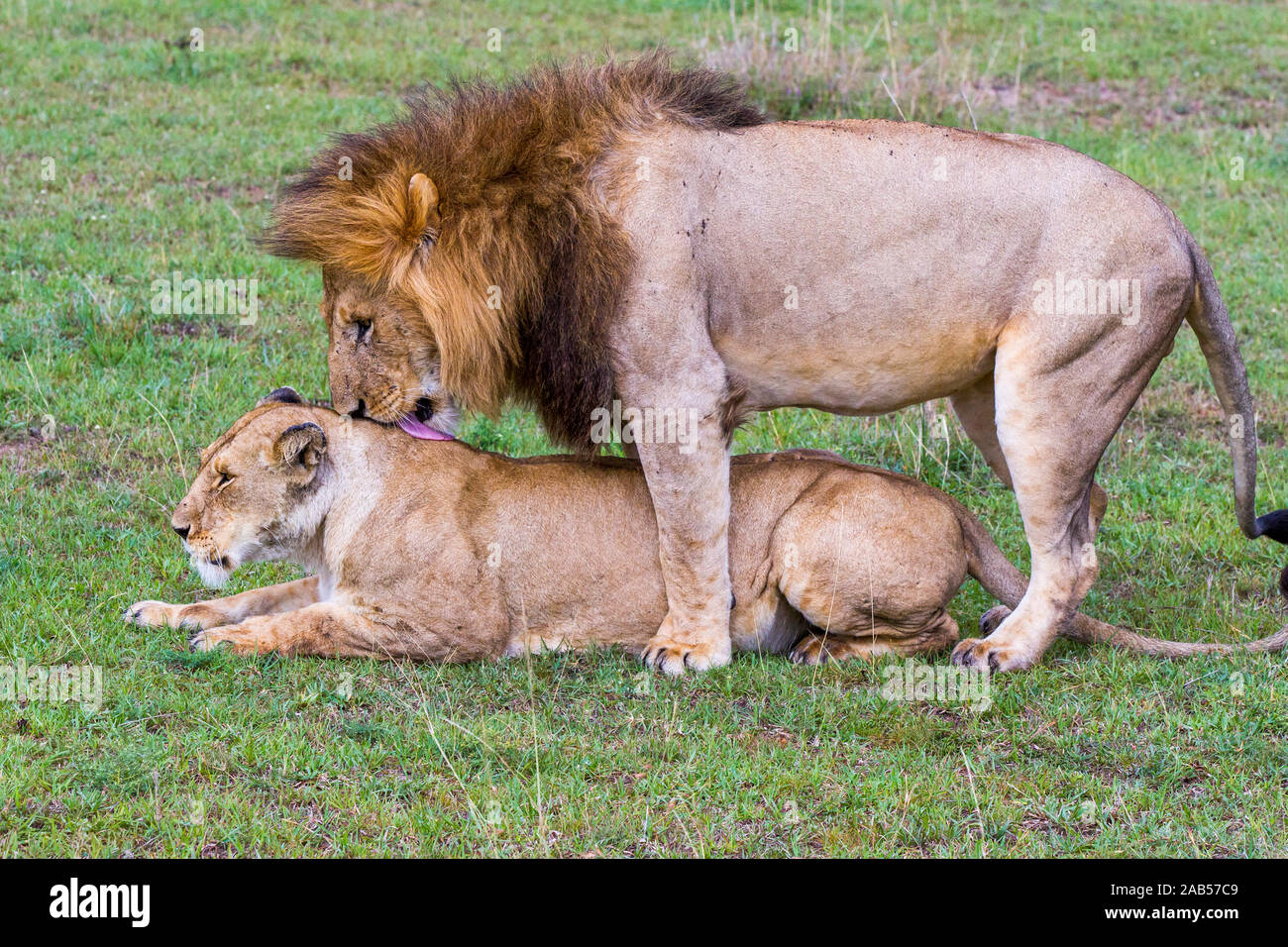 Löwe (Panthera leo) Annäherung Stock Photo