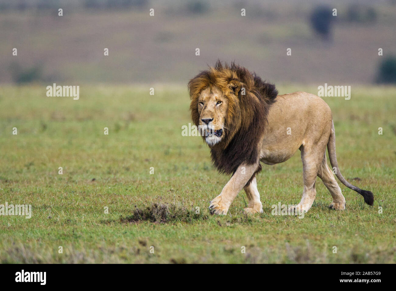 Löwe (Panthera leo) Stock Photo