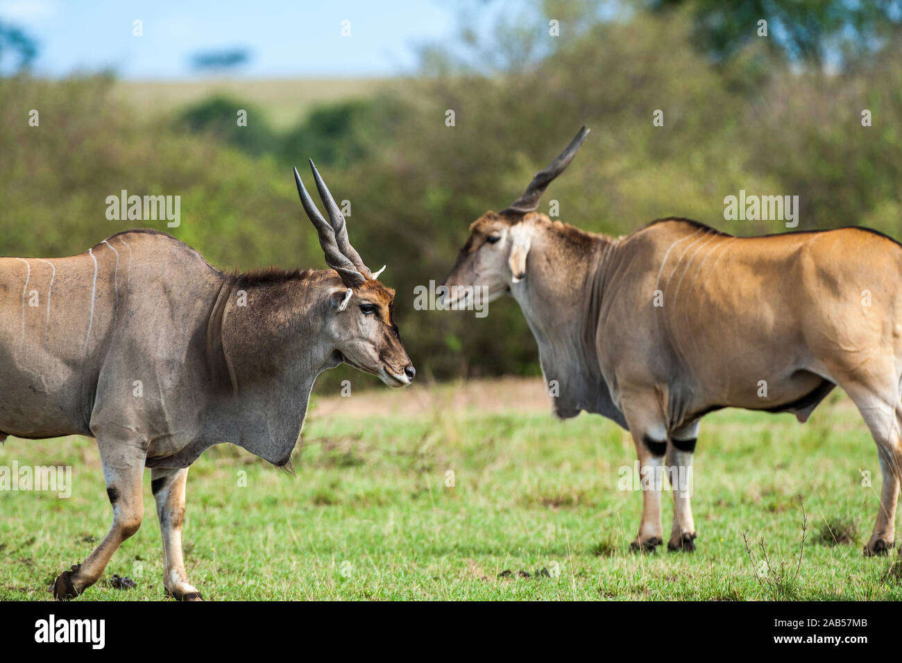 Männlicher Kleiner Kudu (Ammelaphus imberbis) Stock Photo