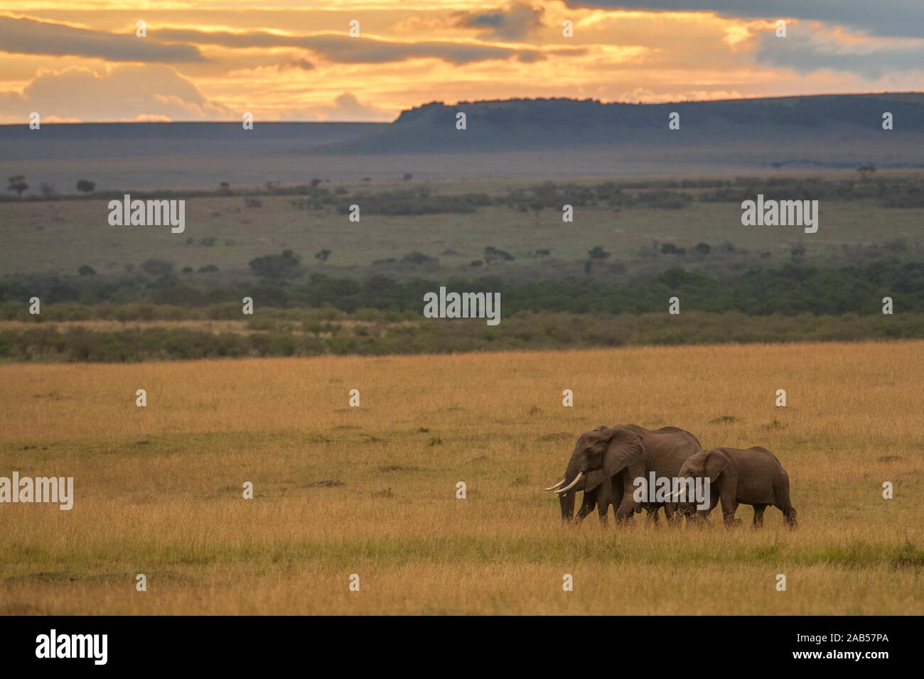 Afrikanische Elefanten (Loxodonta africana) Stock Photo