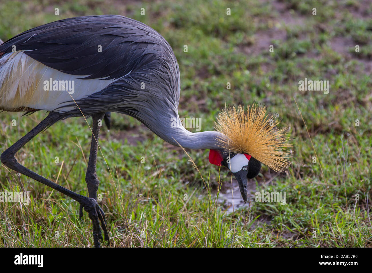 Kronenkranich (Balearica pavonina Stock Photo Alamy