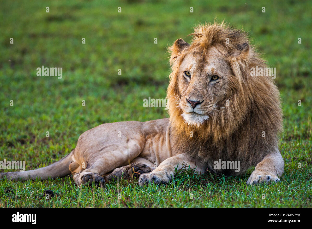 Löwe (Panthera leo) Stock Photo