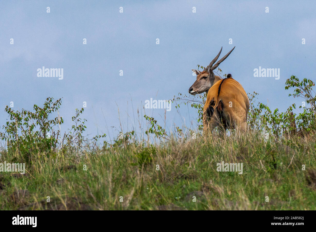 Elenantilope (Taurotragus oryx) Stock Photo