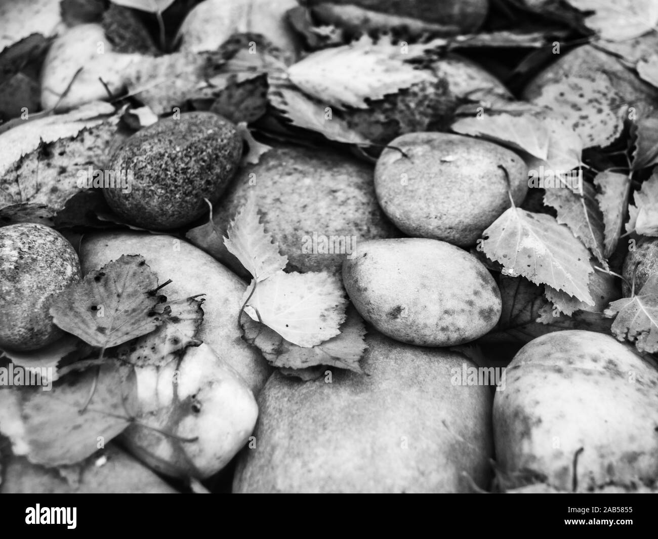 Leaves and pebbles in clear water Stock Photo