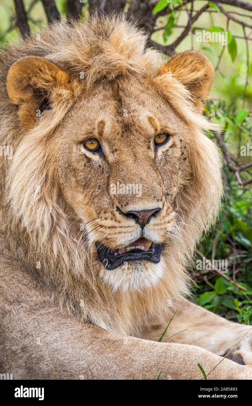 Löwenporträt (Panthera leo) Stock Photo