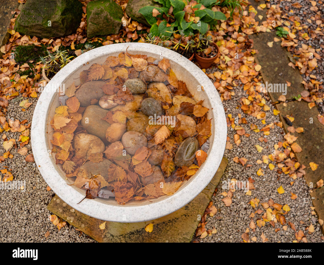 Leaves and pebbles in clear water in bird bath in garden. Stock Photo