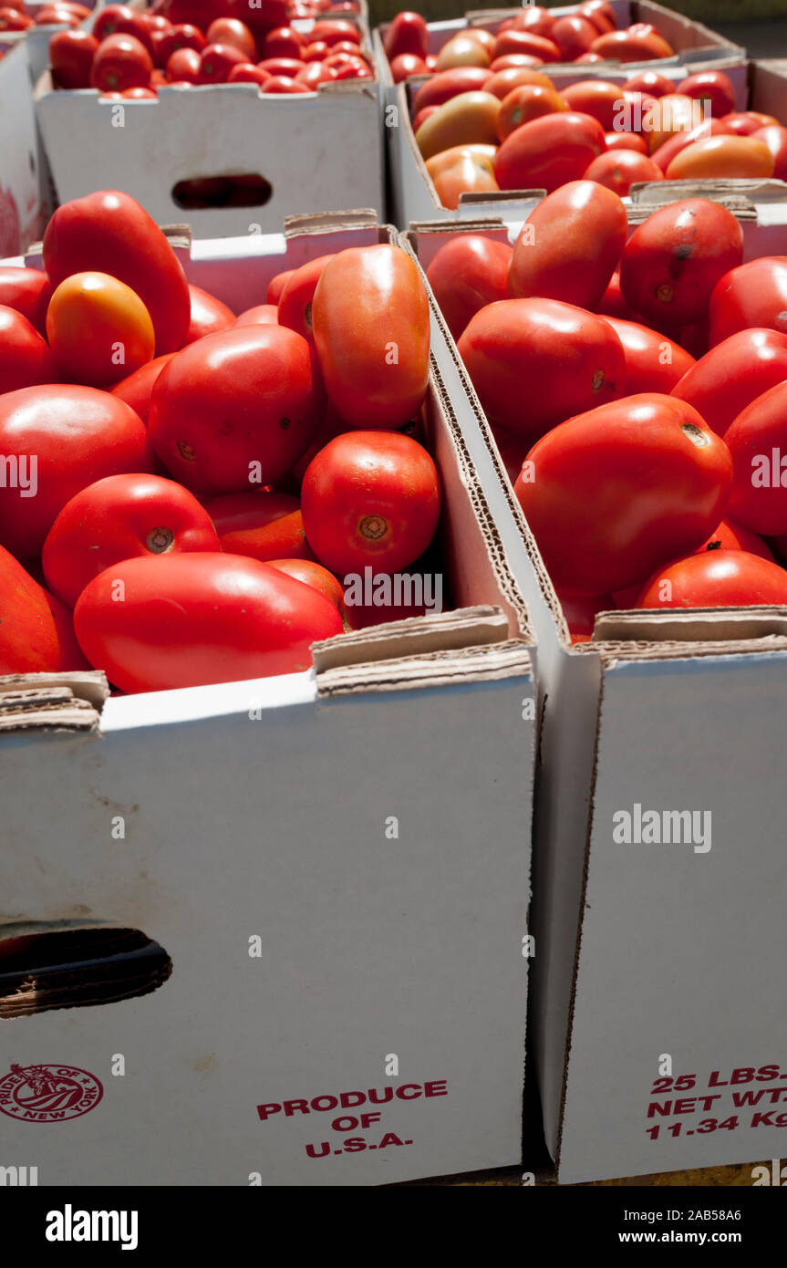 Tomatoes in generic, un-branded boxes on the back of a flatbed truck, Long Island, New York, USA. Stock Photo