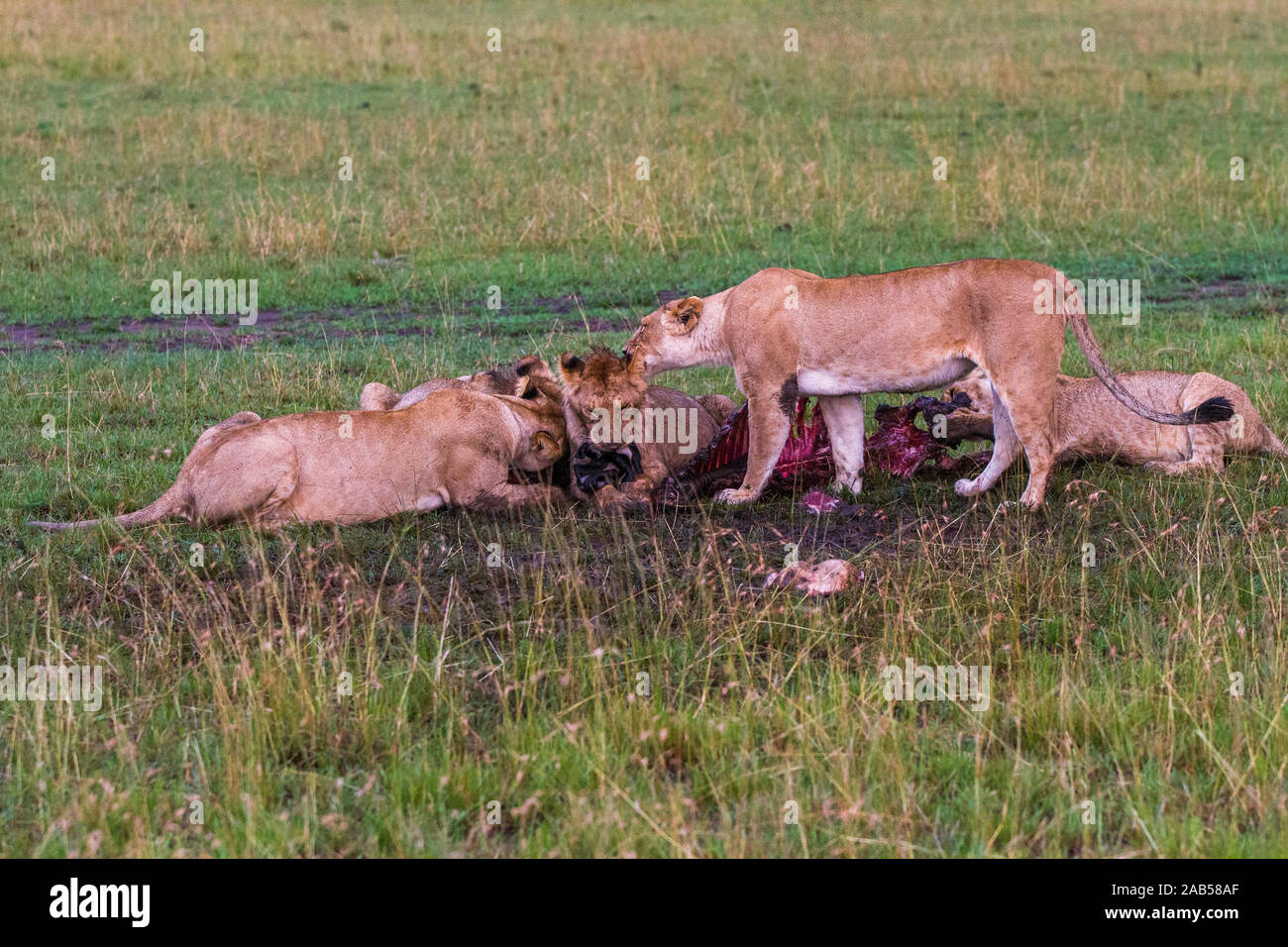 Löwenrudel bei der Mahlzeit (Panthera leo) Stock Photo