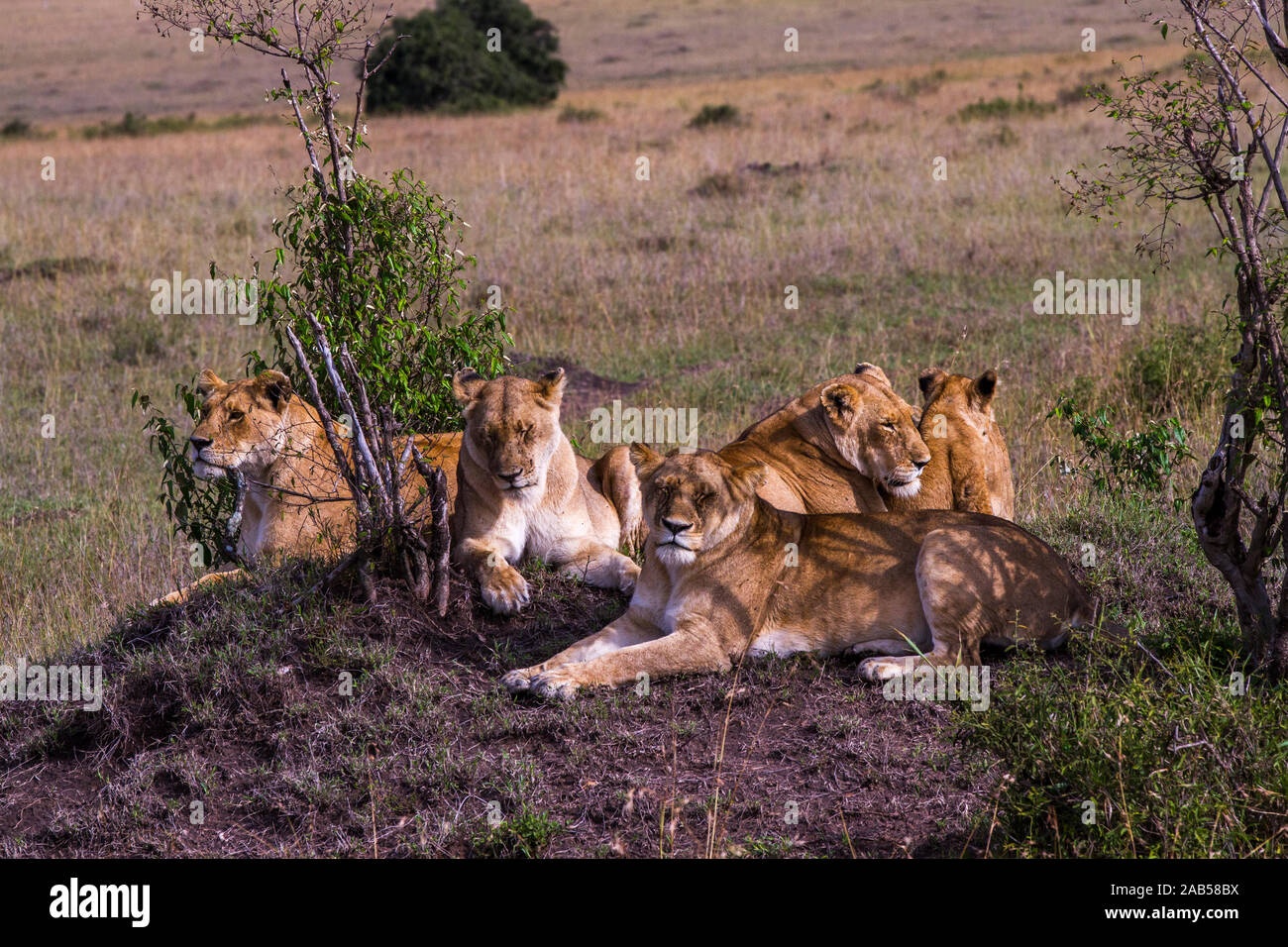 Löwenfamilie (Panthera leo) Stock Photo