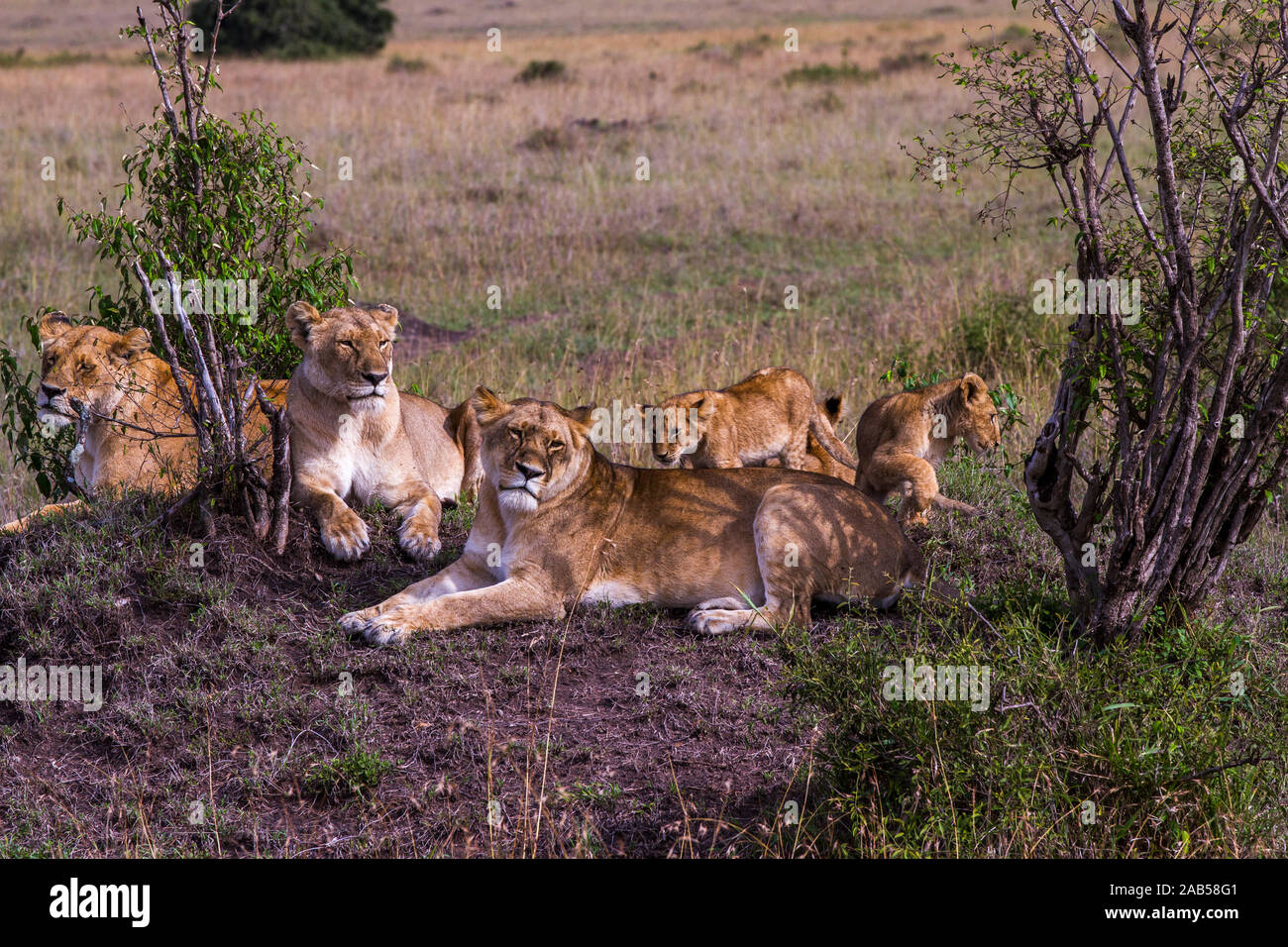 Löwenfamilie (Panthera leo) Stock Photo