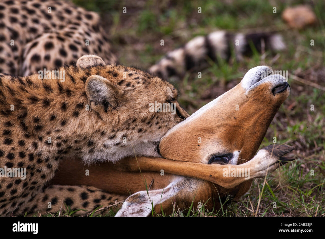 Gepard mit Jagdbeute Stock Photo