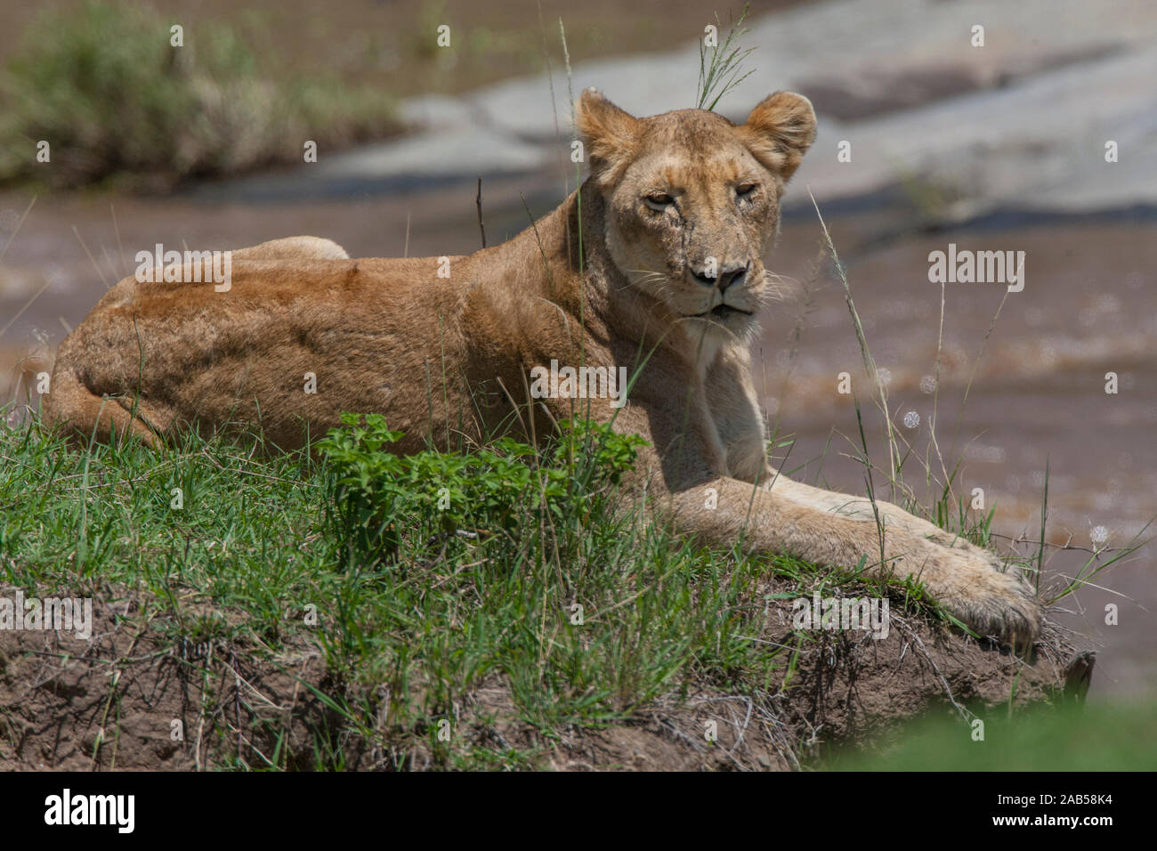 Löwin (Panthera leo) Stock Photo