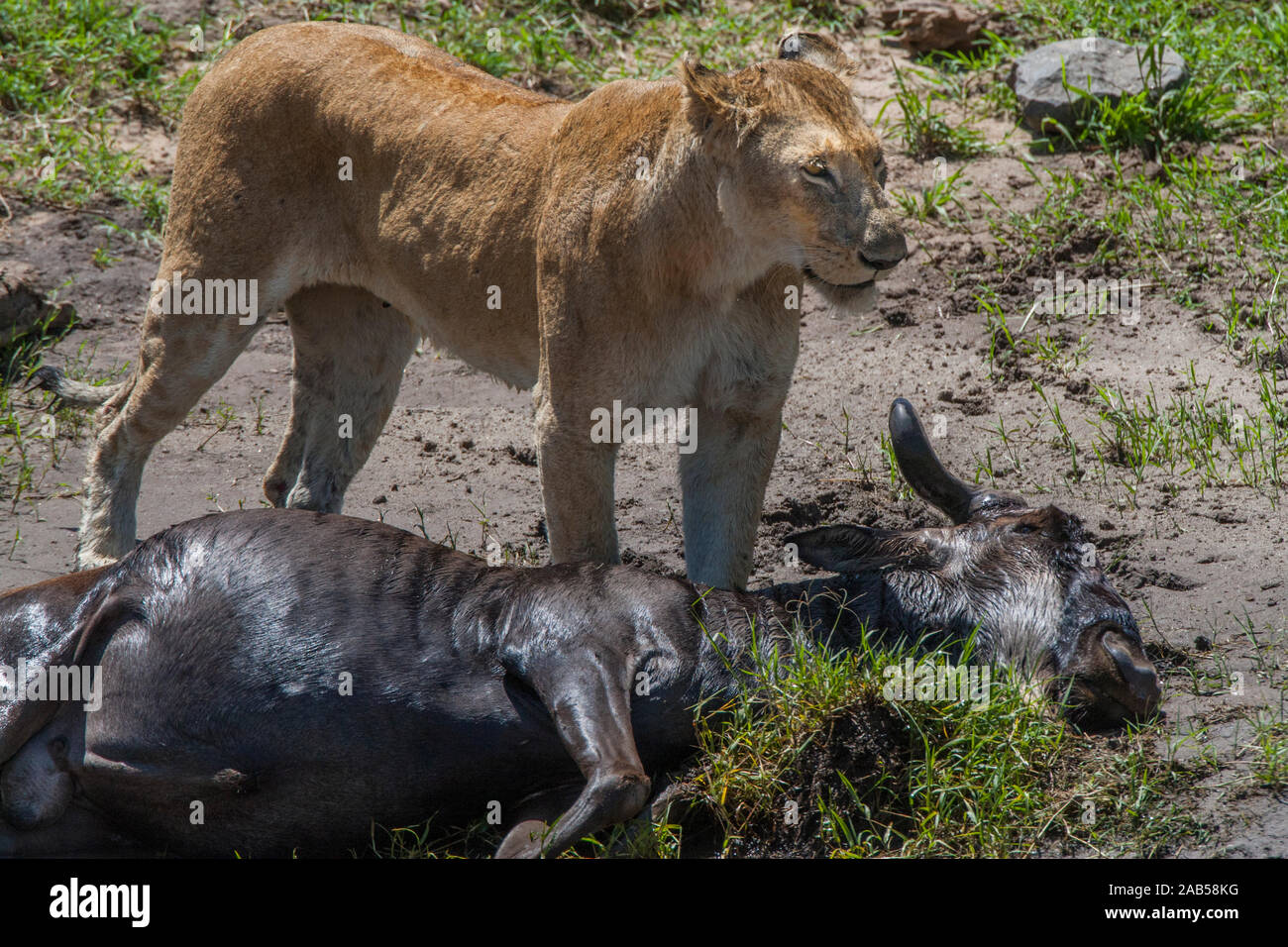 Löwin (Panthera leo) nach der Jagd Stock Photo
