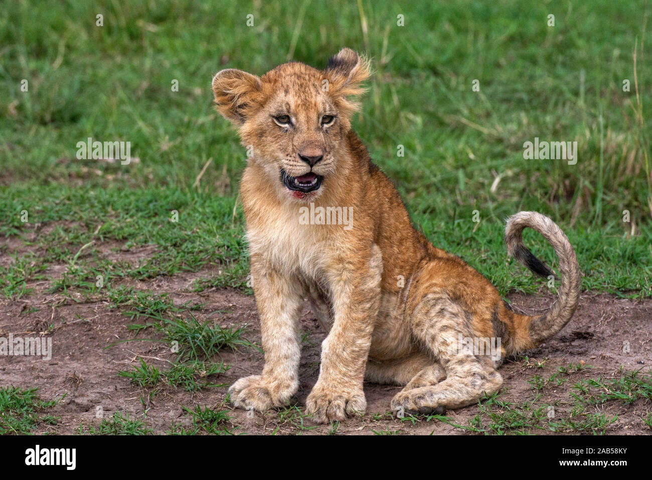 Löwennachwuchs (Panthera leo) Stock Photo