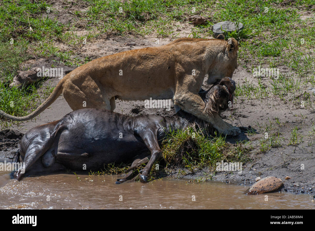 Löwin (Panthera leo) nach der Jagd Stock Photo