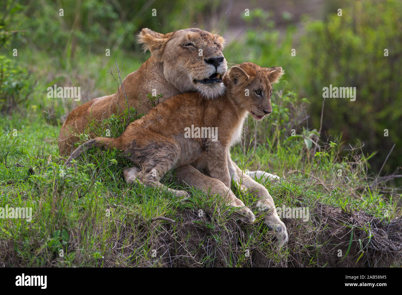 Löwin (Panthera leo) Mutterliebe Stock Photo