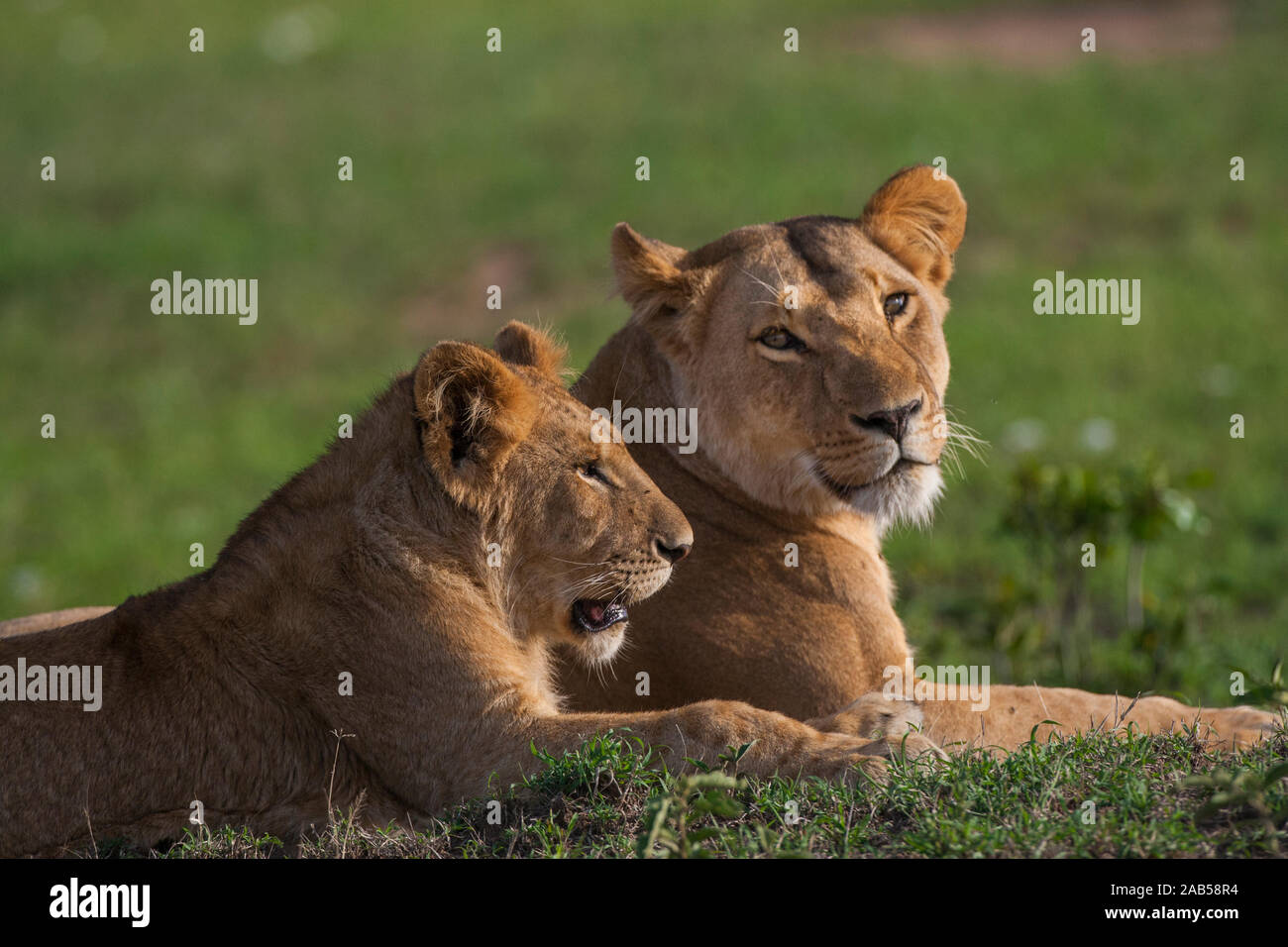Löwennachwuchs (Panthera leo) Stock Photo