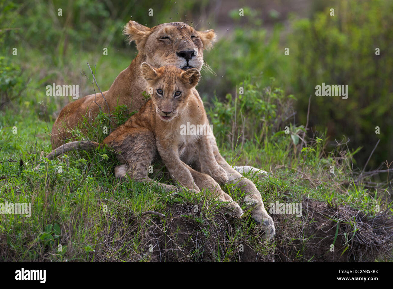 Löwin (Panthera leo) Mutterliebe Stock Photo
