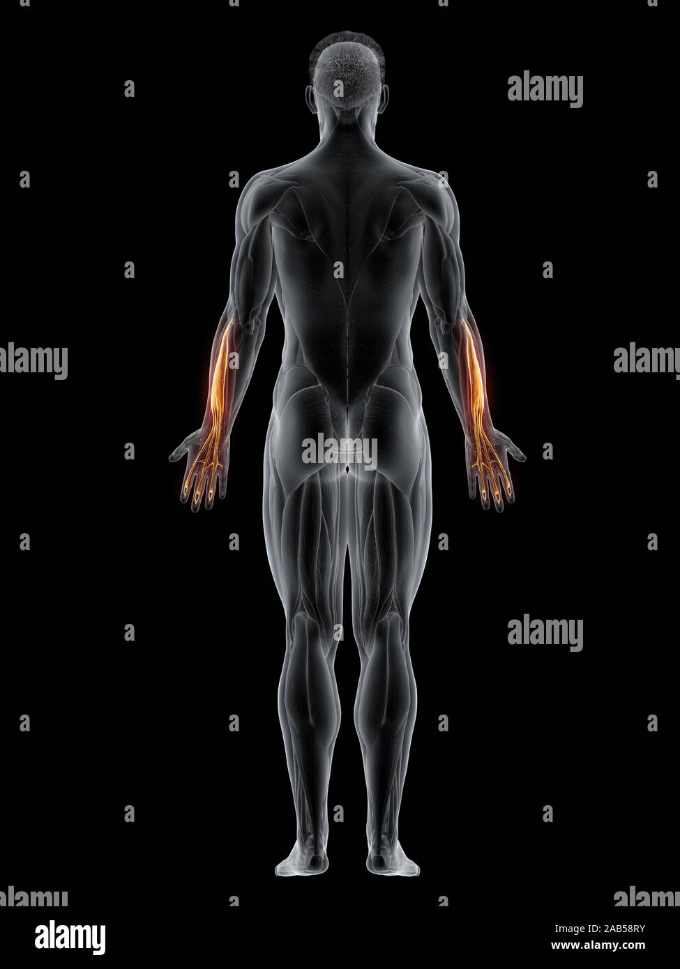 3d rendered muscle illustration of the extensor digitorum Stock Photo ...