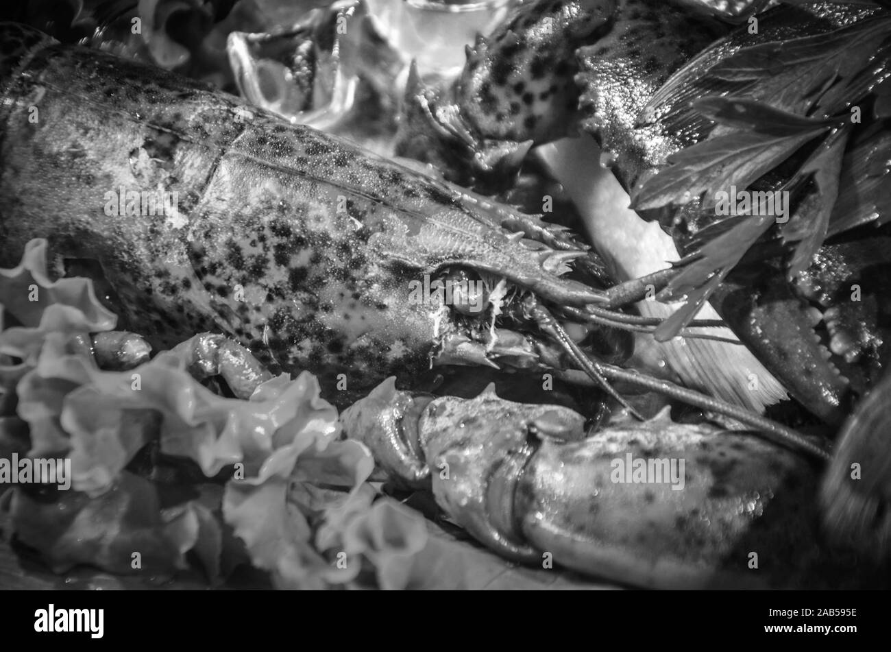 fresh fish & seafood close up view Stock Photo Alamy