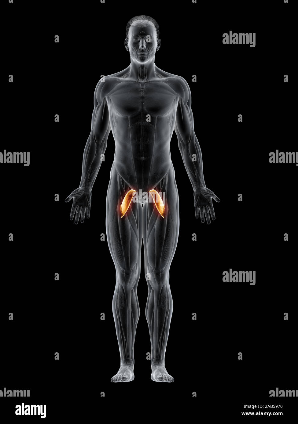 3d rendered muscle illustration of the pectineus Stock Photo Alamy