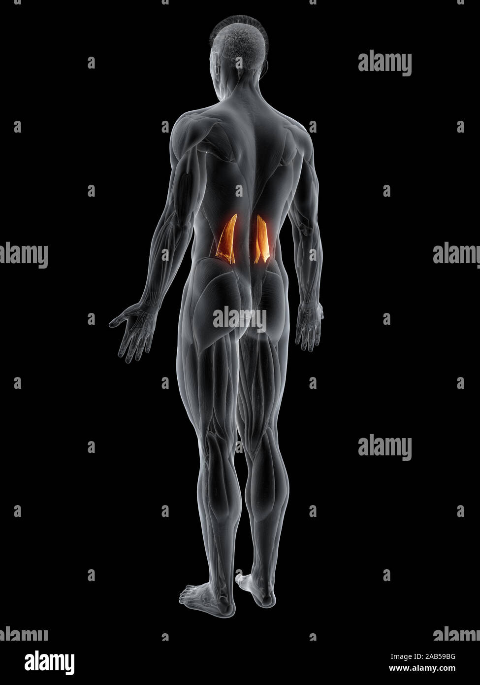 3d rendered muscle illustration of the quadratus lumborum Stock Photo ...