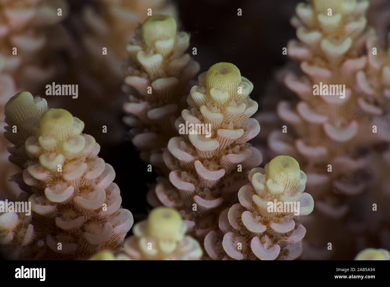 Coral. Underwater macro photography from Romblon, Philippines Stock Photo