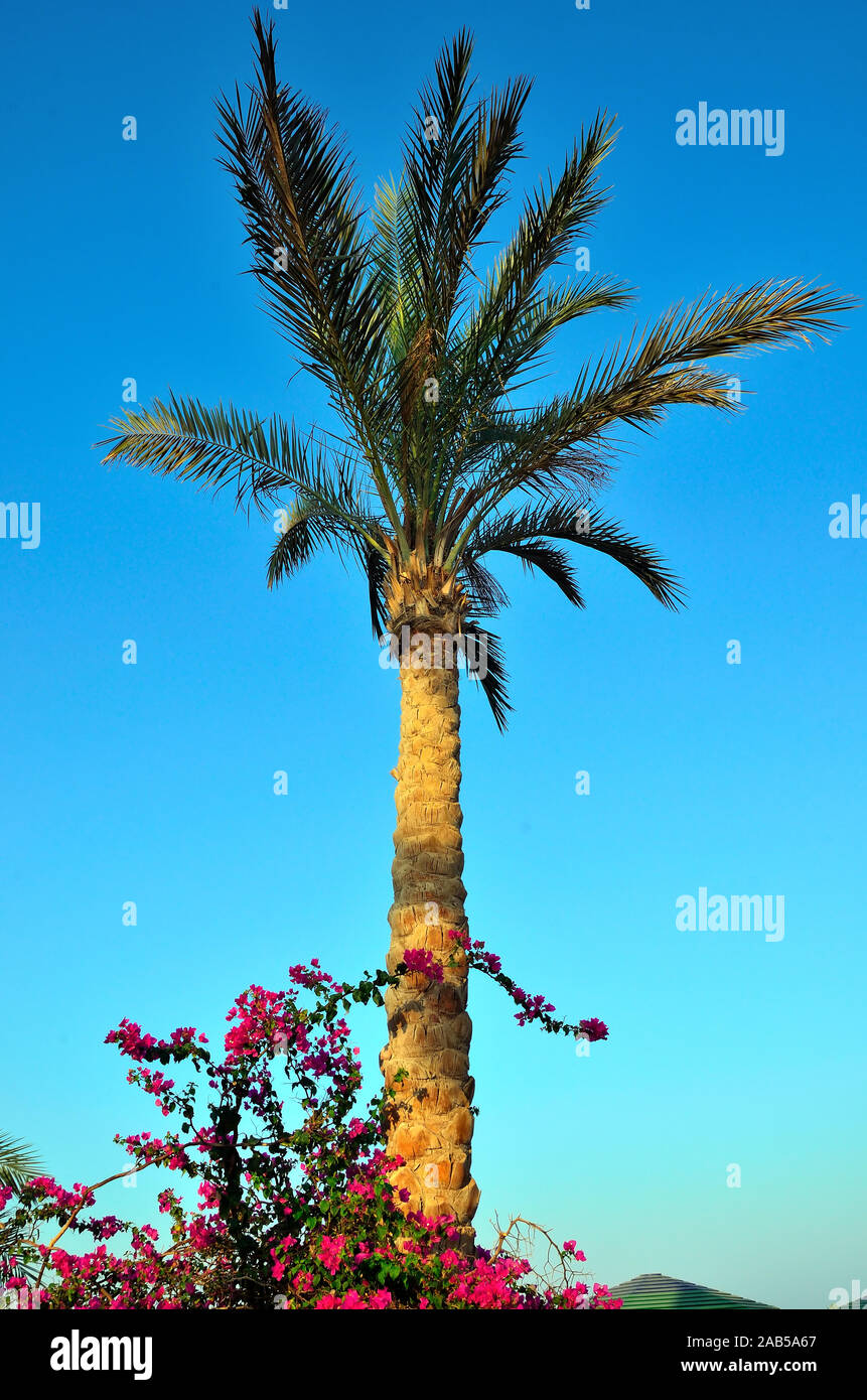 palm trees in marsa alam egypt Stock Photo Alamy